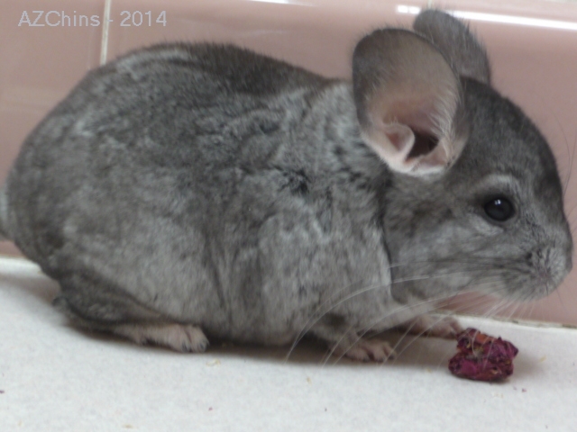 Bryce - Standard Grey Male