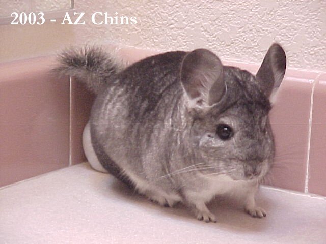 Emera - Standard Grey Female