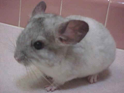 George II - Silver Mosaic Male