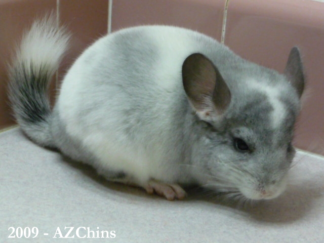 Kurtis - Silver Mosaic Male