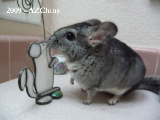 Libby - Standard Grey Female