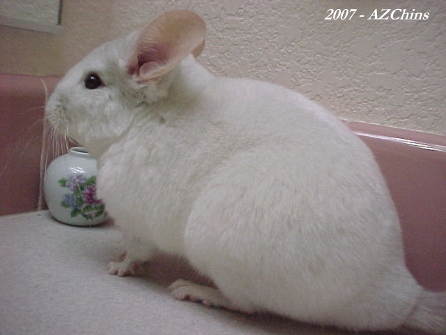 Lorette - Pink White Female