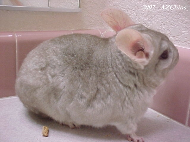 Luz - Heterozygous Beige Female