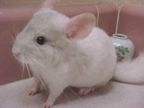 Merton - Pink White Male