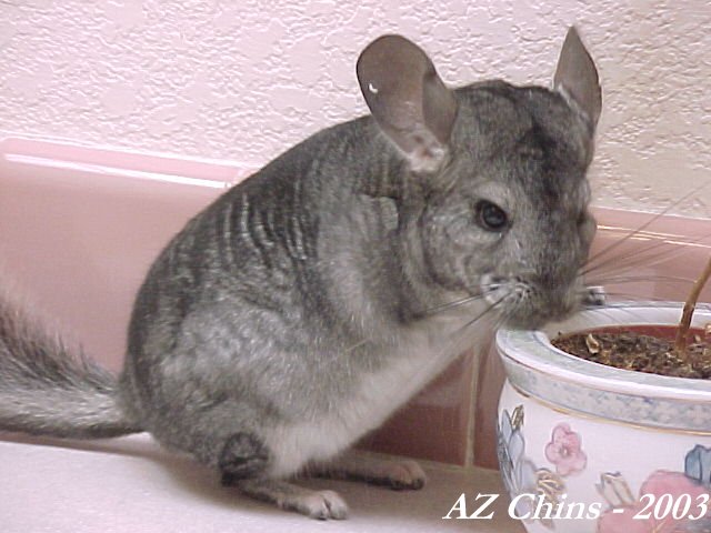 Bear - Standard Grey Male