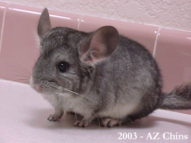 Valda - Standard Grey Female