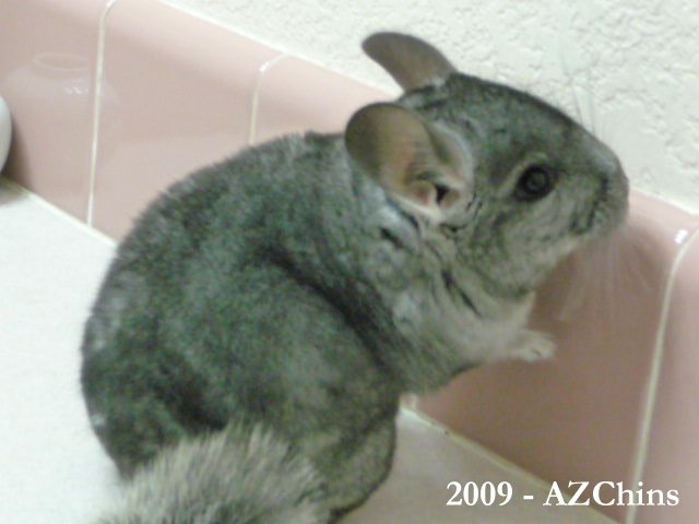 Symon - Standard Grey Male